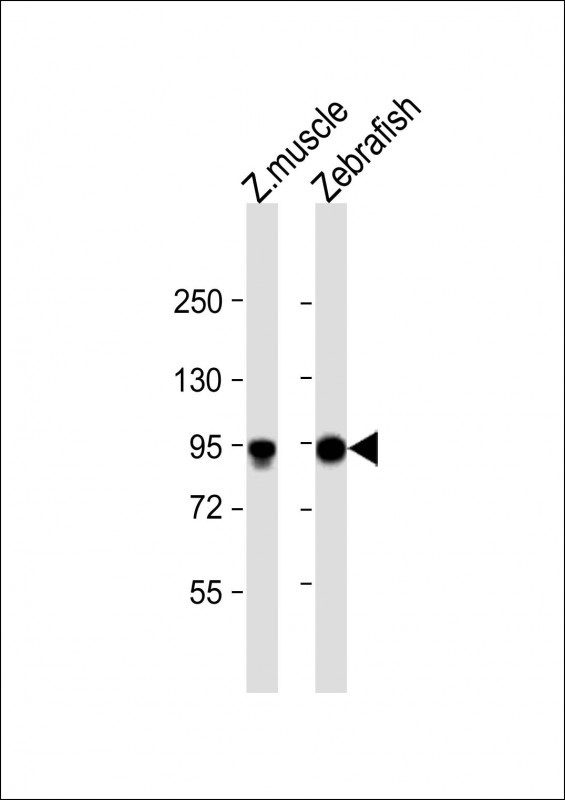 WB - hsp90a.1 Antibody (Center) Azb18696c